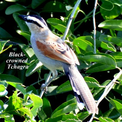 Black-crowned Tchagra